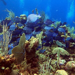 School of blue tang