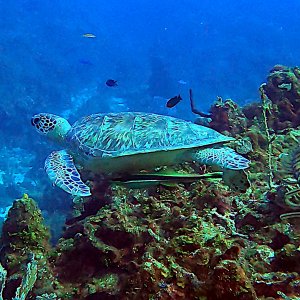 Sea turtle with remora