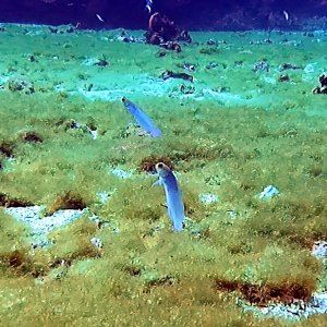 Pair of yellowhead jawfish