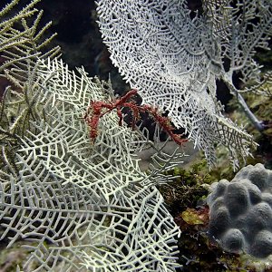 Brown crinoid