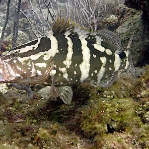 Nassau grouper