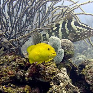 Yellow coney grouper