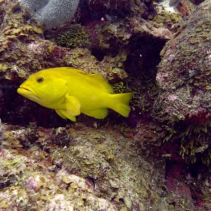Yellow coney grouper