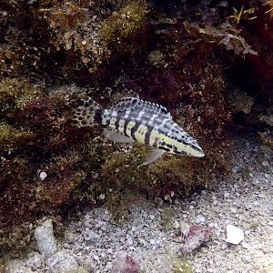 Nassau grouper