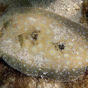 Peacock flounder