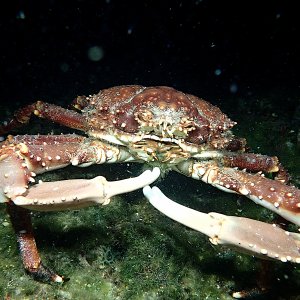True crab