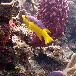 Spanish hogfish