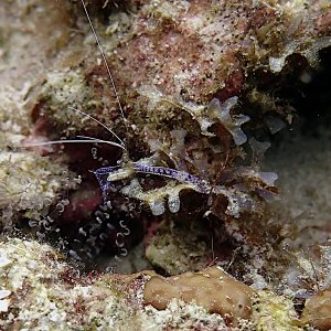 Pederson cleaning shrimp