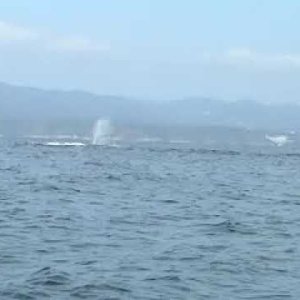 The Blair Whale Project