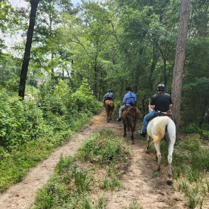 Horse butt, part 3