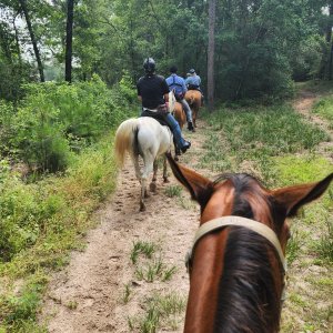 More horse butt