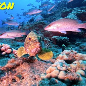 Diving Stetson Bank (1 of 3)