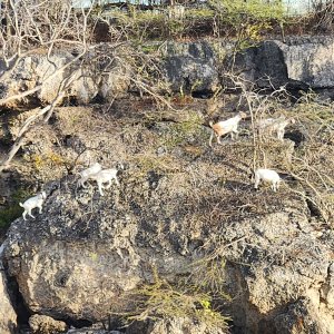 Goat jumping across to grub down
