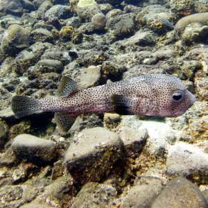 Puffer at Boca Sami