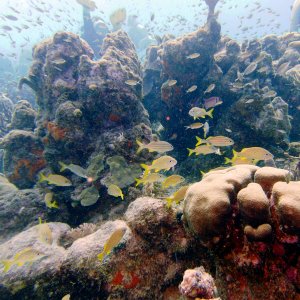 Reef fish at Playa Jeremi