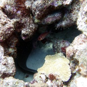 More of the big green moray