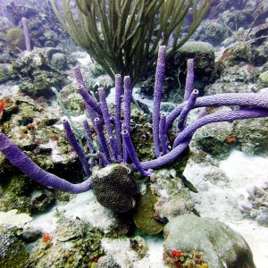 Barrel sponges at Playa Lagun