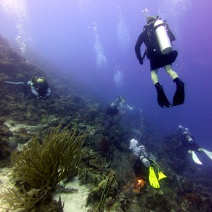 CHUM on the reef at Kokomo