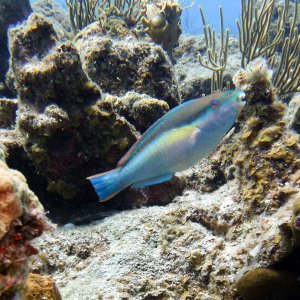 Parrotfish at Kokomo