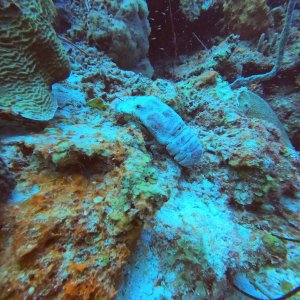 17 - Lobster at Kokomo.JPG