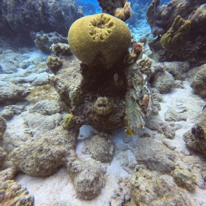 19 - Brain coral at Kokomo.JPG