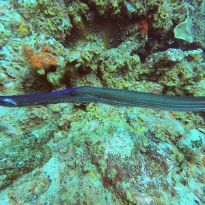28 - Trombone fish at Marie Pompoen (car pile).JPG