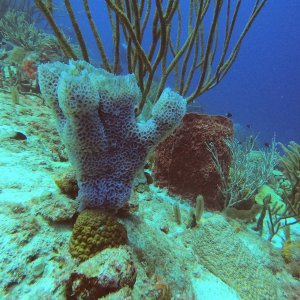 33 - Colorful corals at Watamula.JPG