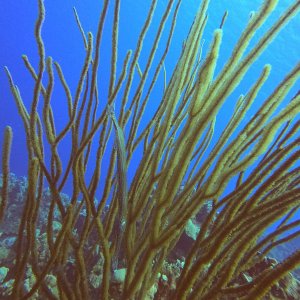 34 - Trombone fish hiding at Piskado dive site.JPG