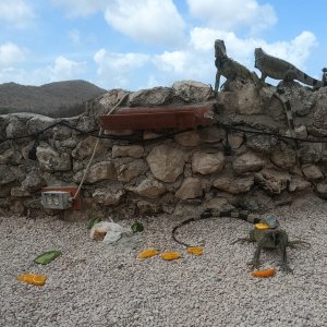39 - Feeding oranges to iguanas at Bahia.JPG