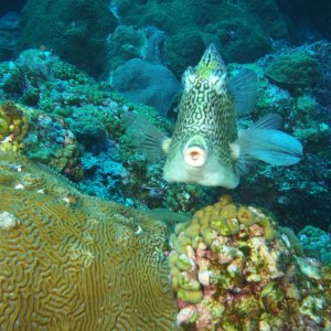 Cowfish on West Bank #1