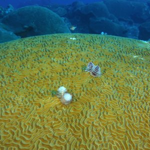 Brain coral with Christmas tree worms and juvenile trunkfish