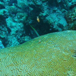 Brain coral, juvenile trunk fish and yellow trumpet fish on West Bank #1.