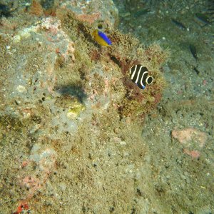 Juvenile angel fish side view.