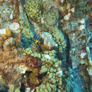 Juvenile angel fish on Stetson #1.