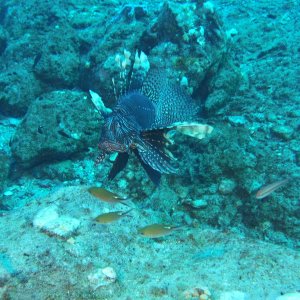 Large lionfish on Stetson #1.