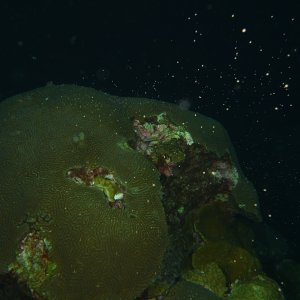 Brain coral spawning