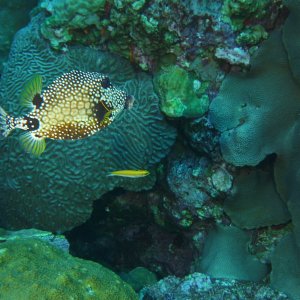 Trunk fish