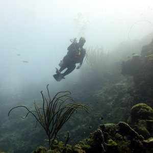 Diver_T