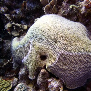 Brain coral at Black Coral Garden