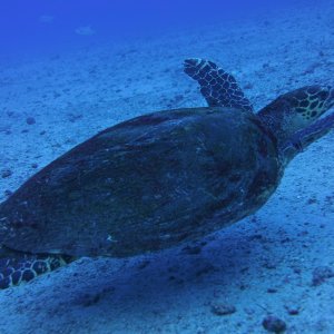 Turtle!