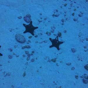 A bunch of starfish on the sand