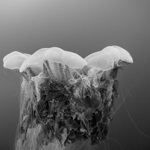 Underwater portraits
