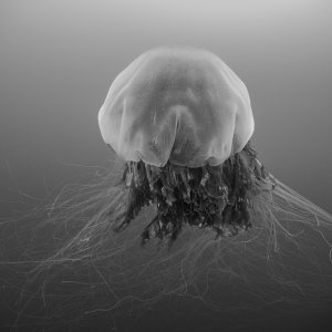 Jelly