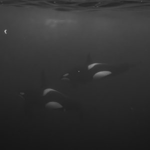Orca!!