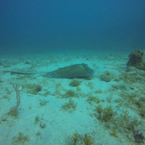 26 - Ray beside Navy Barges wrecks.JPG