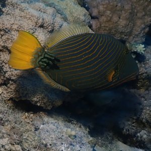 Orange-lined Triggerfish
