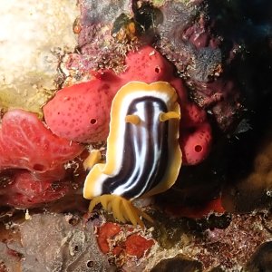 nudi dudi