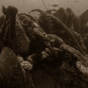 Anchoraged