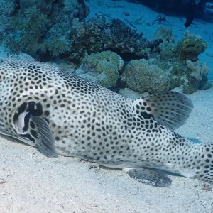 Puffer
