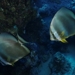 Two Teira Batfish